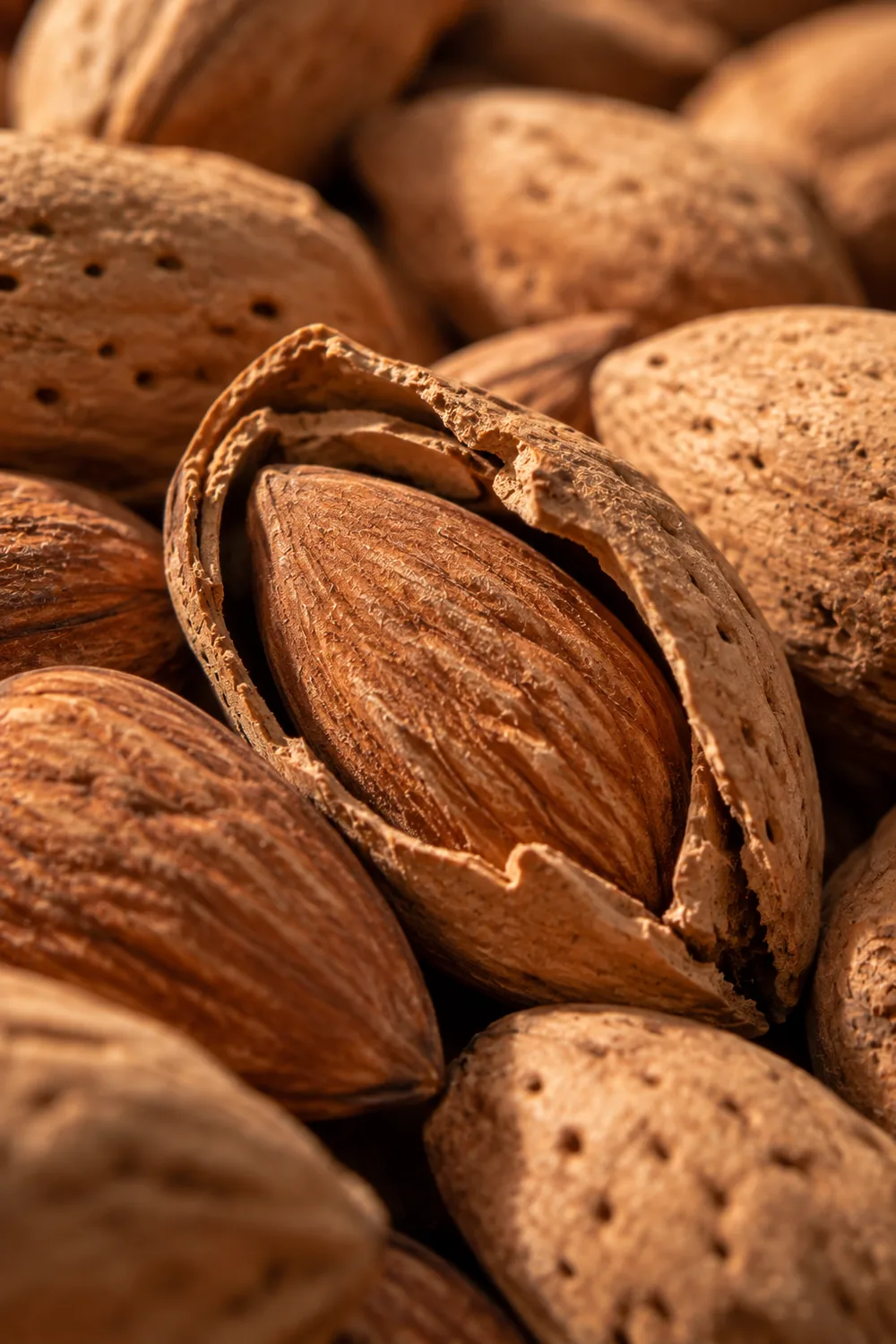 Mamra Almond, close-up specimen