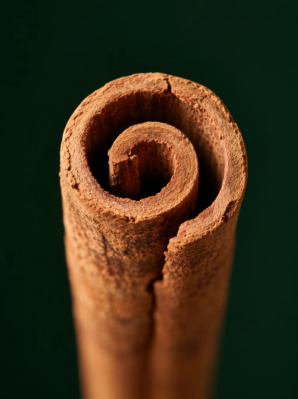 Cassia Bark, close-up specimen