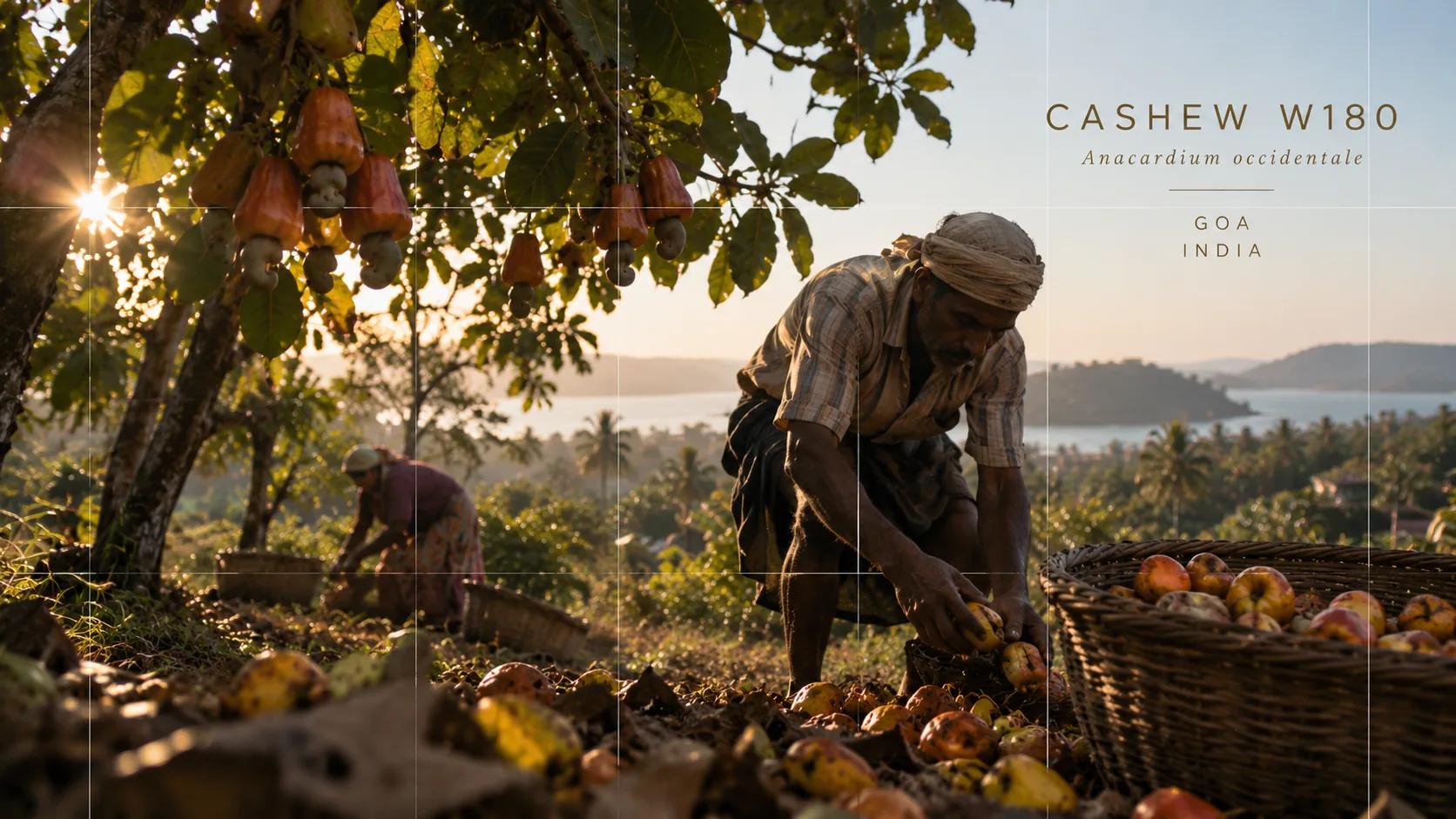 Goa, India: harvest scene