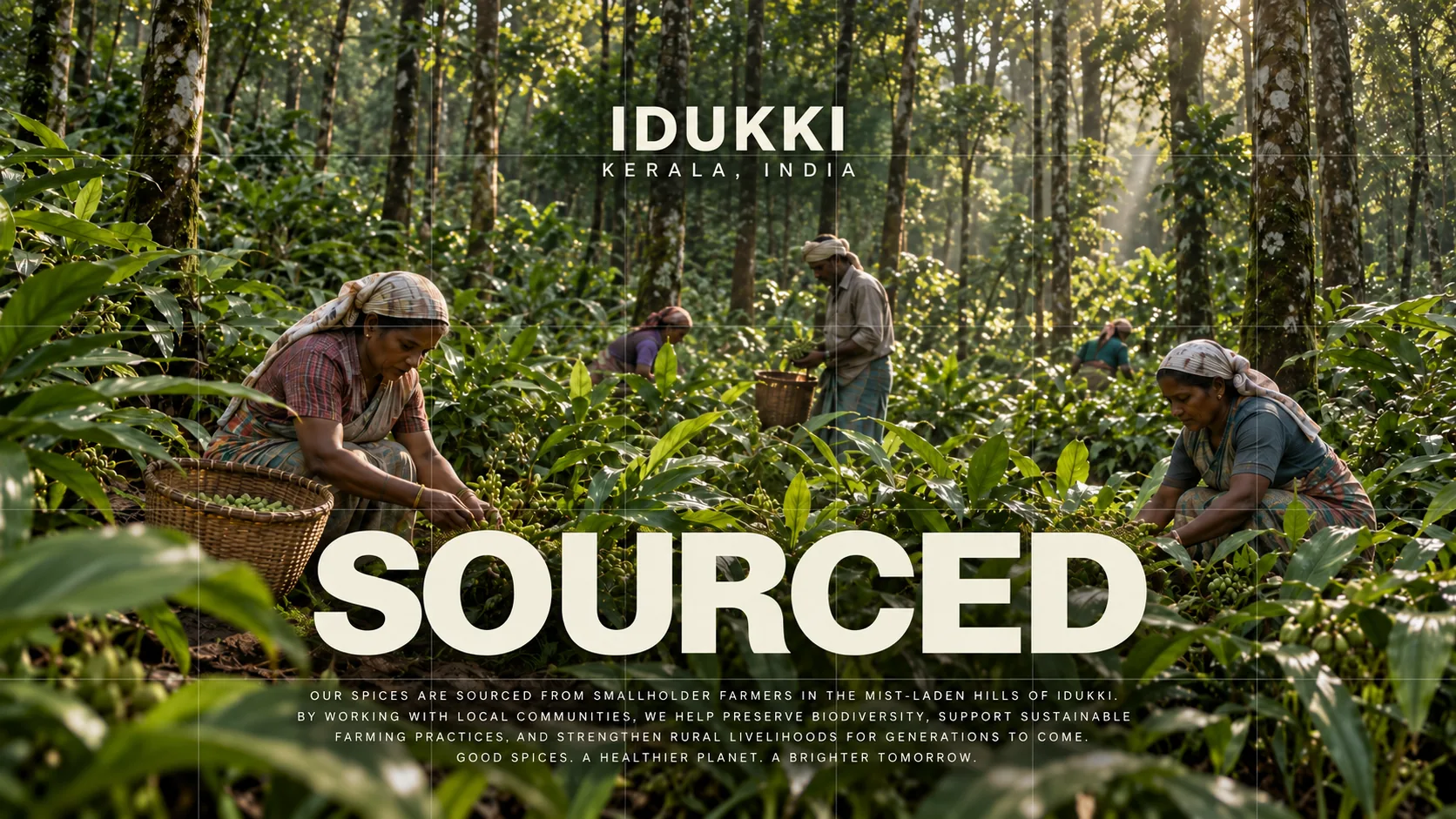 Idukki, Kerala: harvest scene
