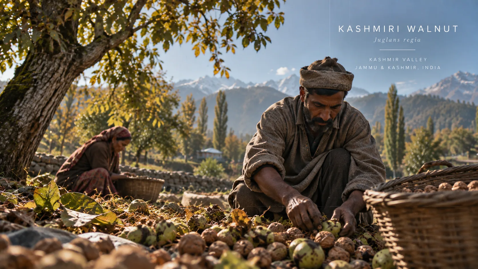 Kashmir Valley, Jammu & Kashmir: harvest scene