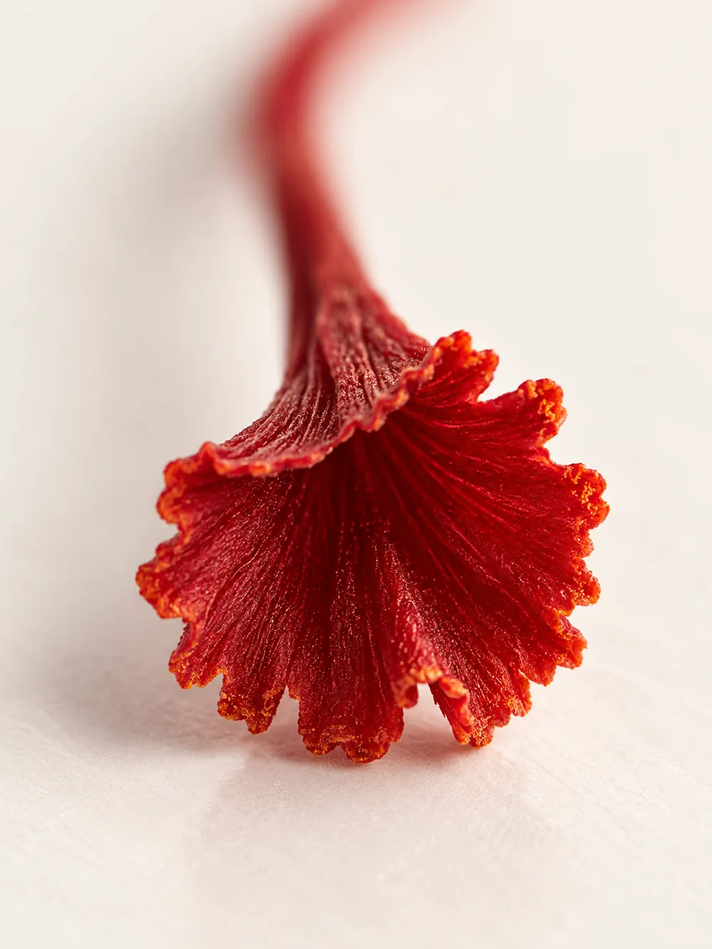 A single crimson saffron thread on a white ground
